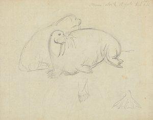 足ひれの詳細を持つ 2 つのセイウチ 作： James Sowerby