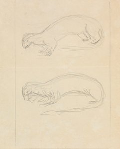 2匹のイタチ 作： James Sowerby