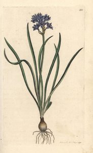 Vernal or spring squill, Scilla verna (Spring Scille) James Smith