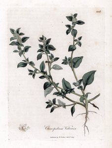 Vuvaire - 臭いガチョウ、Chenopodium vulvaria。 ジェームズ・ソワービーによるウィリアム・ウッドビルの植物図とウィリアム・ジャクソン・フッカー卿の「「医療植物学」」、ジョン・ボーン、ロンドンの手彩色銅版画 作： James Sowerby