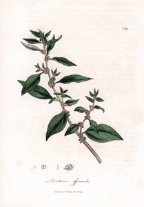 壁ペリトリー、パリエタリア オフィシナリス。 ウィリアム・ウッドヴィルのジェームス・ソワービーによる植物のイラストからの手彩色の銅版画とウィリアム・ジャクソン・フッカー卿の「「医学植物学」」、ジョン・ボーン、ロンドン 作： James Sowerby