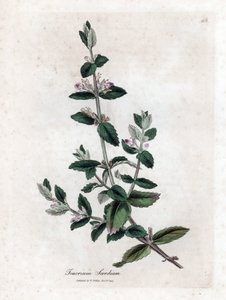 水ジャーマンドリー - 水ジャーマンダー、Teucrium scordium。 ジェームズ・ソワービーによるウィリアム・ウッドビルの植物図とウィリアム・ジャクソン・フッカー卿の「「医学植物学」」、ジョン・ボーン、ロンドンの手彩色の銅版画 作： James Sowerby