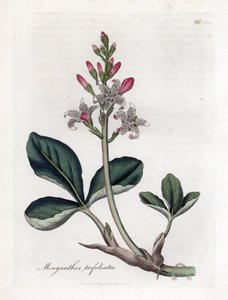 水トレフォイルまたはバックビーン、Menyanthes trifoliata。 ジェームズ・ソワービーによるウィリアム・ウッドビルの植物図とウィリアム・ジャクソン・フッカー卿の「「医学植物学」」、ジョン・ボーン、ロンドンの手彩色の銅版画