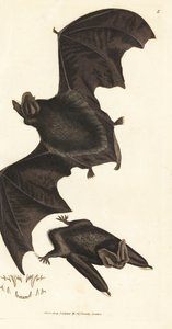 西洋バーバステル バット、バーバステラ バーバステルス バーバステルス (Vespertilio barbastellus)。 The British Miscellany の James Sowerby による手彩色の銅版画、または新しい、珍しい、またはほとんど知られていない動物の彩色された図。 作： James Sowerby