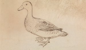 Pato assobiador de cara branca 作： James Sowerby
