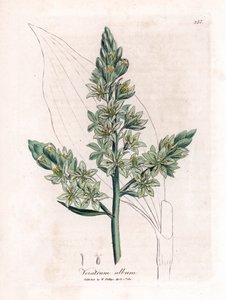 White Veratre (以前の white helebore) - White helebore、Veratrum のアルバム。 ジェームズ・ソワービーによるウィリアム・ウッドビルの植物図とウィリアム・ジャクソン・フッカー卿の「「医療植物学」」、ジョン・ボーン、ロンドンの手彩色銅版画 作： James Sowerby