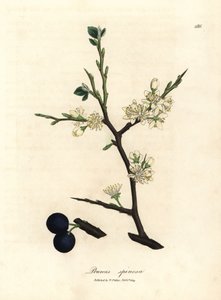 スロー ツリー、プルナス スピノサの白い花と青い果実 作： James Sowerby