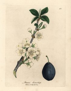 プラムまたはプルーンの木の白い花と果実、プルナス・ドメスティカ 作： James Sowerby