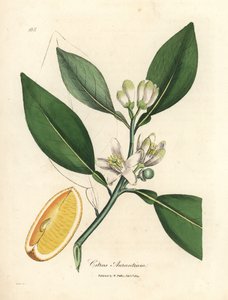 オレンジの木、Citrus aurantium の白い花と熟した果実の部分 作： James Sowerby