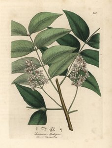 白い花が咲くマホガニーの木、Swietenia mahogani 作： James Sowerby
