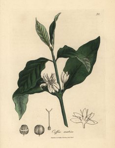 コーヒーの木の白い花、葉、豆、コフィア・アラビカ 作： James Sowerby