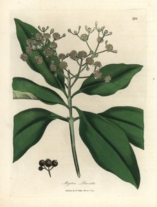 白い花のオール スパイス ツリー、Myrtus pimenta