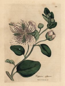 白い花のケッパー ブッシュ、Capparis spinosa
