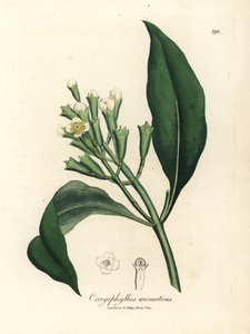 白い花のクローブ スパイス ツリー、Caryophyllus 芳香族 作： James Sowerby