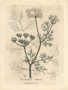 白い花のコリアンダー、Coriandrum sativum 作： James Sowerby