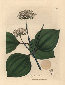 白い花の毒の実、Strychnos nux vomica 作： James Sowerby