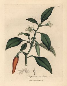 白い花、緋色のモルモット、Capsicum annuum 作： James Sowerby