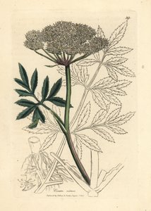 白い花の水ツガ、Cicuta virosa