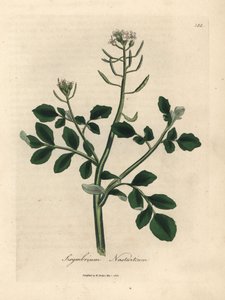 白い花のクレソン、Sisymbrium nasturtium 作： James Sowerby