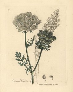 白い花の野生のニンジン植物、Daucus carota 作： James Sowerby