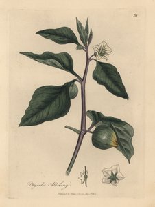 White flowered winter cherry, Physalis alkekengi   1430265   ja       japanese Successfully Translated  Original: Zittende man Translat: Zittende man 1379124 ja japanese Successfully Translated Original: The Actor Segawa Kikunojo II as the courtesan Umegae