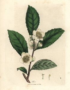 白い花と緑茶の葉、テア・ボヘア、カメリア・シネンシス 作： James Sowerby