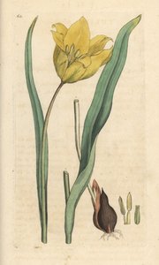 野生のチューリップ、Tulipa sylvestris (野生のチューリップ) James Smith