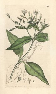Wood stichwort、Stellaria nemorum ロンドンの James Smith