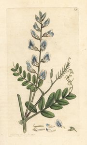 ウッドベッチ、Vicia sylvatica (vesce des bois) ロンドンの James Smith
