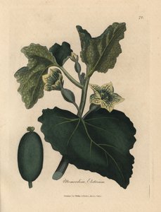 ホヤキュウリの黄色い花、葉、果実、Momordica elaterium