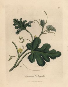 黄色の花の苦いキュウリ、Cucumis colocynthis 作： James Sowerby