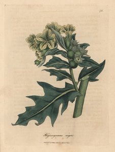 黄色の花が咲く黒ヒヨス、Hyoscyamus niger 作： James Sowerby