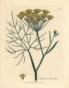 黄色の花フェンネル、Anethum foeniculum