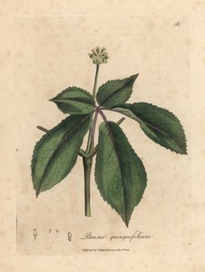黄色の花を咲かせた高麗人参植物、Panax quinquefolium 作： James Sowerby