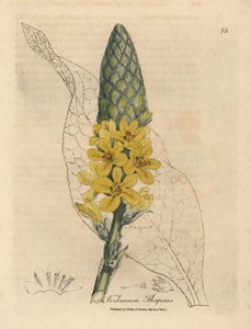 黄色い花を咲かせた大きな広葉モウズイカ、Verbascum thapsus 作： James Sowerby