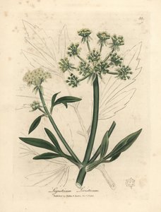 黄色の花のロベージ、Ligusticum levisticum