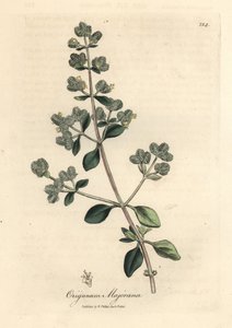 黄色の花の甘いマジョラム、オリガナム マジョラナ 作： James Sowerby