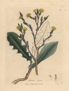 黄色い花のワイルド レタス、Lactuca virosa