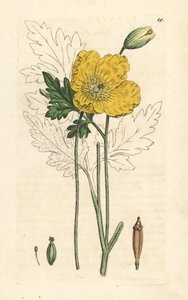 黄色またはウェールズ ポピー、Papaver cambricum (黄色のケシ)。 James Smith