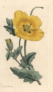 イエローホーン ポピー、Glaucium flavum (Chelidonium glaucium) ロンドンの James Smith