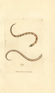 若い滑らかなヘビ、Coronella austriaca (Dumfriesshire ヘビ、Coluber dumfrisiensis)。 The British Miscellany の James Sowerby による手彩色の銅版画、または新しい、珍しい、またはほとんど知られていない動物の色付きの図。 作： James Sowerby