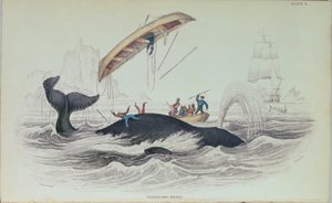 グリーンランドクジラ、ウィリアムホームトカゲ（1788-1859）によって刻まれた本のイラスト 作： James Stewart