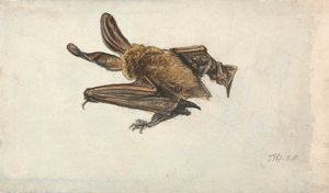 Um morcego orelhudo marrom (Plecotus auritus) 作： James Ward