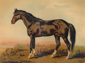 ドンゴラ馬、c1850、c1879。 作： James Ward