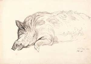 イノシシ、眠っているか死んでいるか、1814