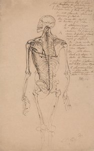男の骨格の描画