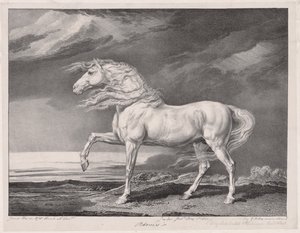 14の有名な馬：アドニス、1824年。 作： James Ward