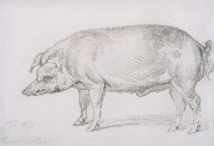 ヘレフォード種のイノシシ、1803-04年頃（紙に鉛筆）