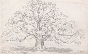 ハワード氏の大きなオーク、1820 年 8 月 5 日 作： James Ward