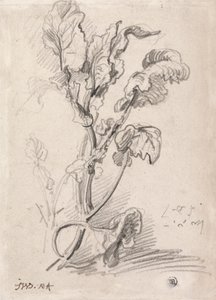 Estudo de plantas 作： James Ward